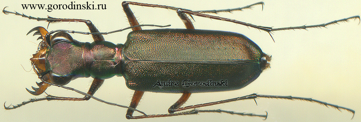 http://www.gorodinski.ru/cicindela/Heptodonta posticalis.jpg